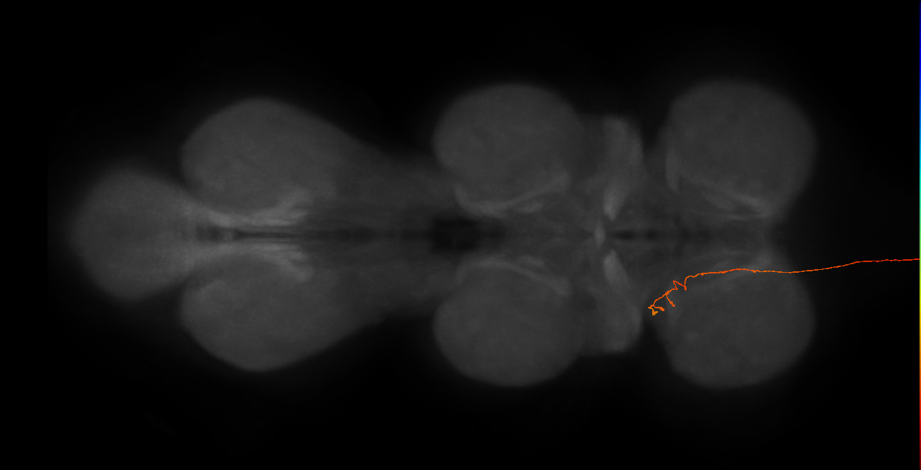 DNge071_R (MaleCNS:39130)
