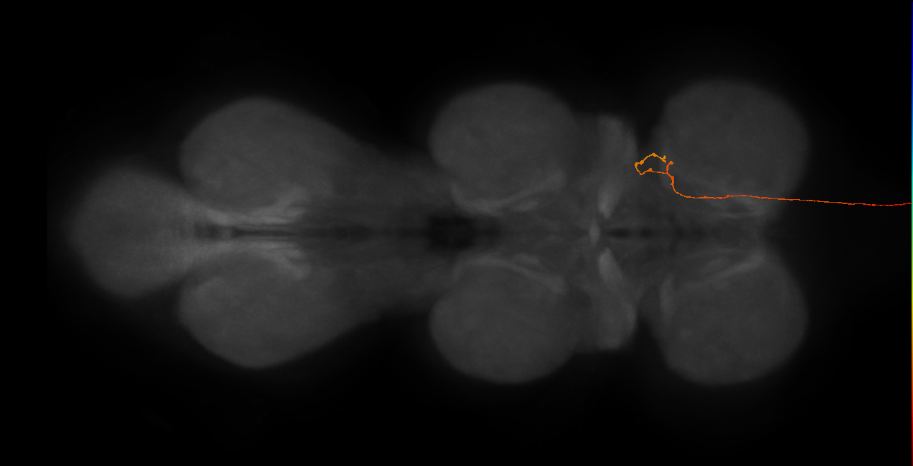 DNge071_L (MaleCNS:516956)