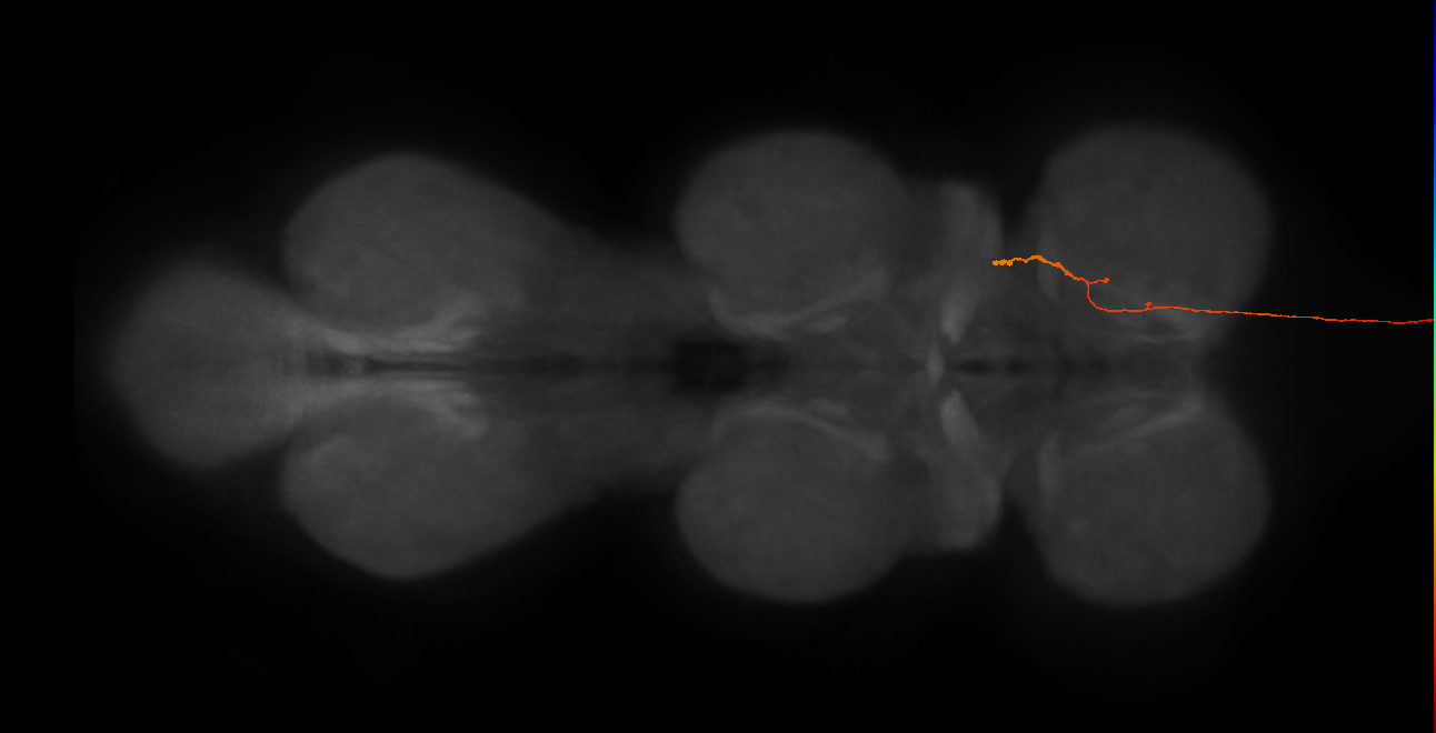 DNge071_L (MaleCNS:238896)