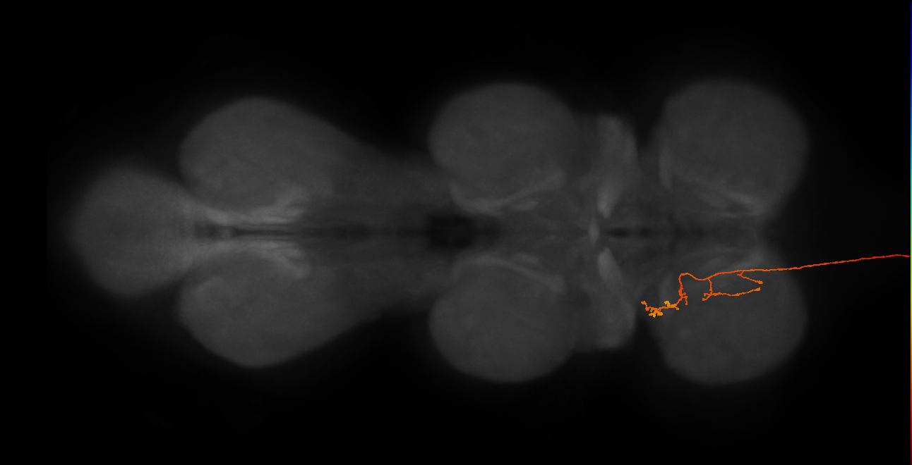 DNge072_R (MaleCNS:14887)