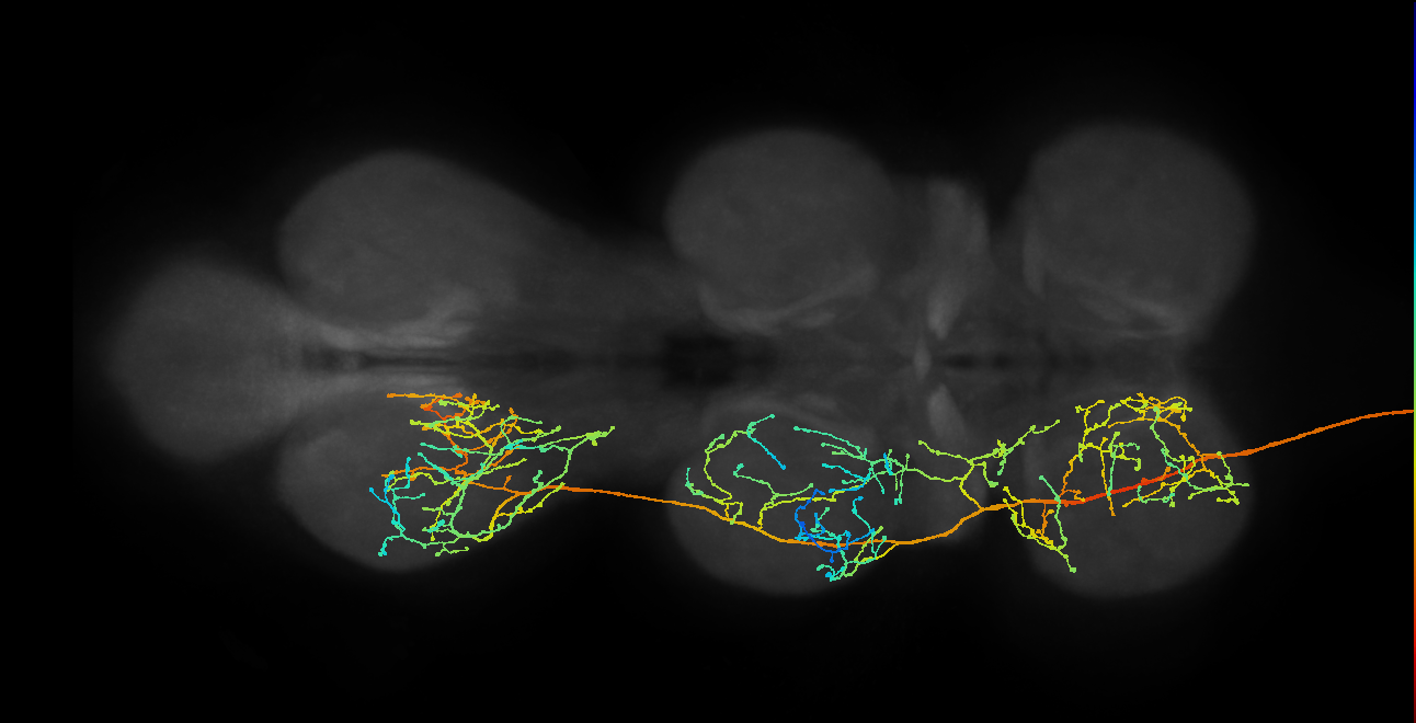 Notch OFF hemilineage primary neuron