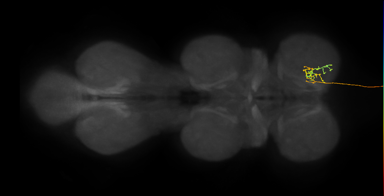 DNge077_L (MaleCNS:14249)