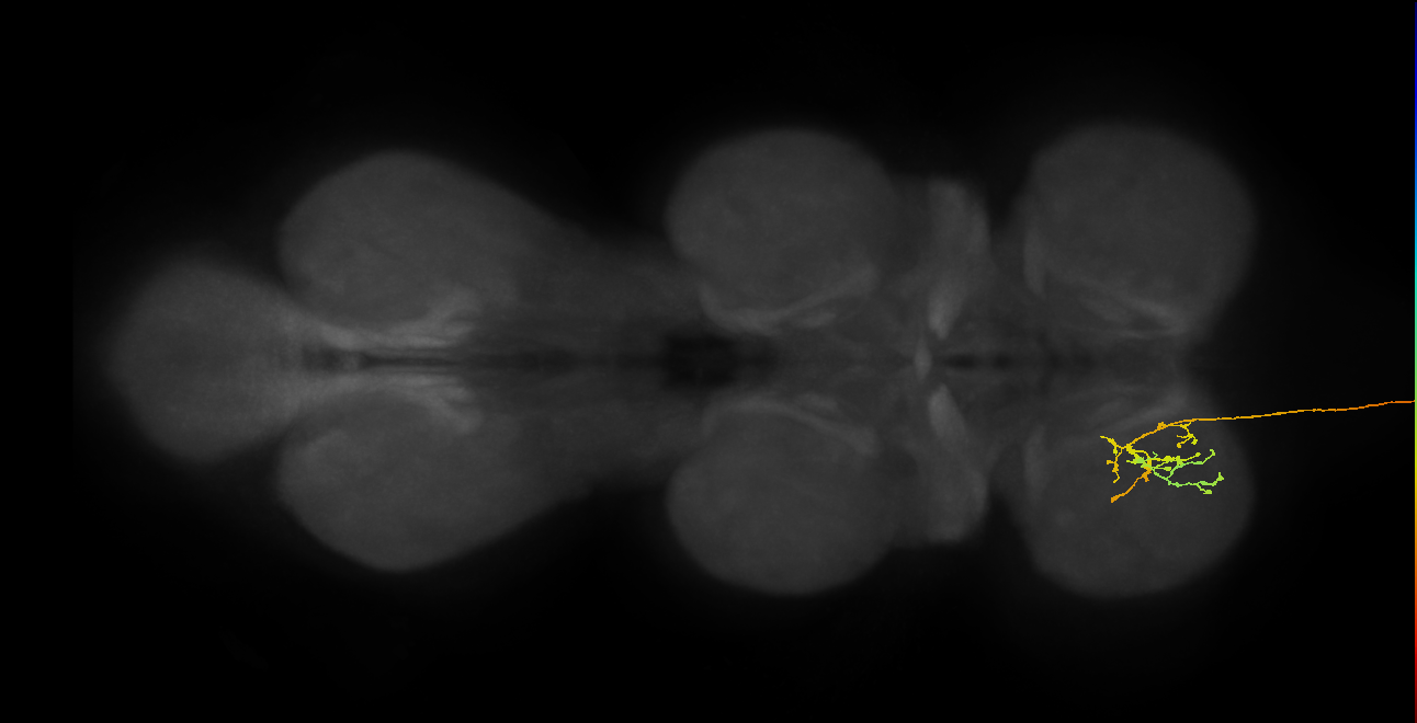 DNge077_R (MaleCNS:555850)