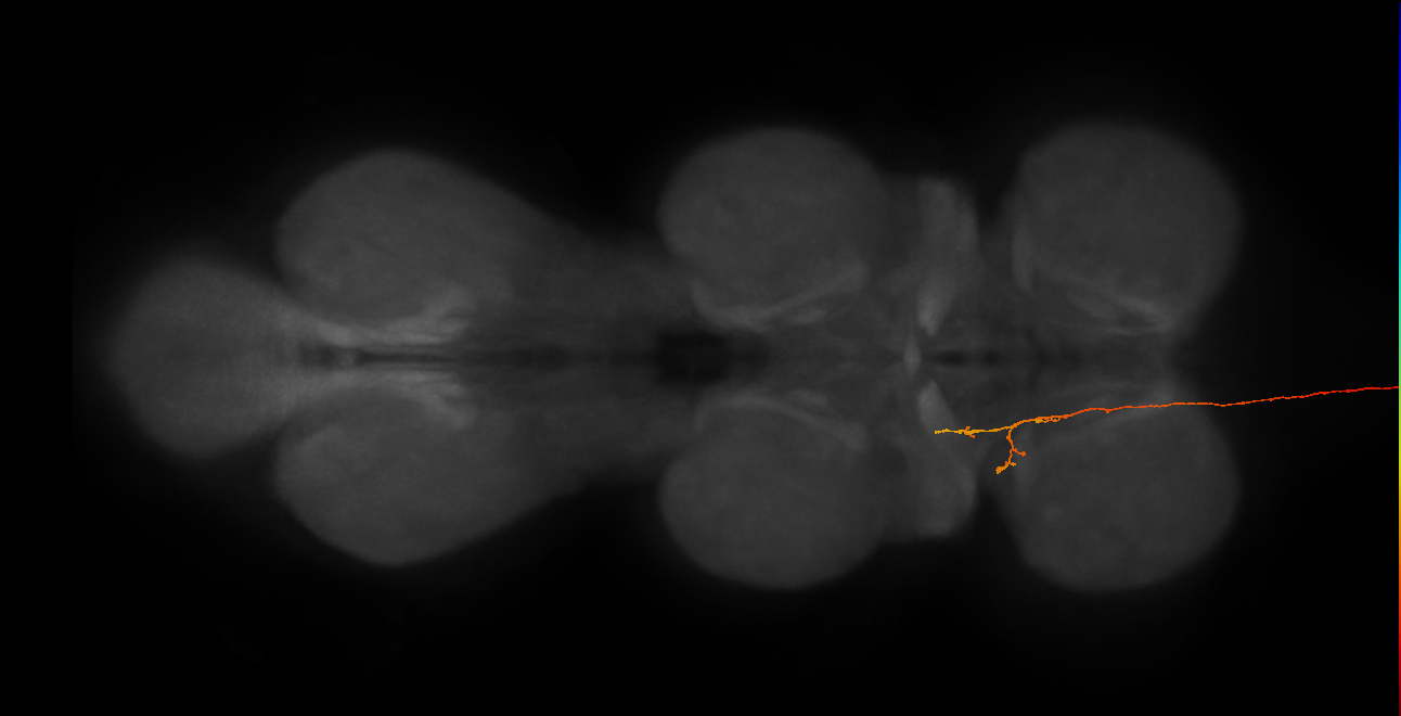 DNge085_R (MaleCNS:49690)