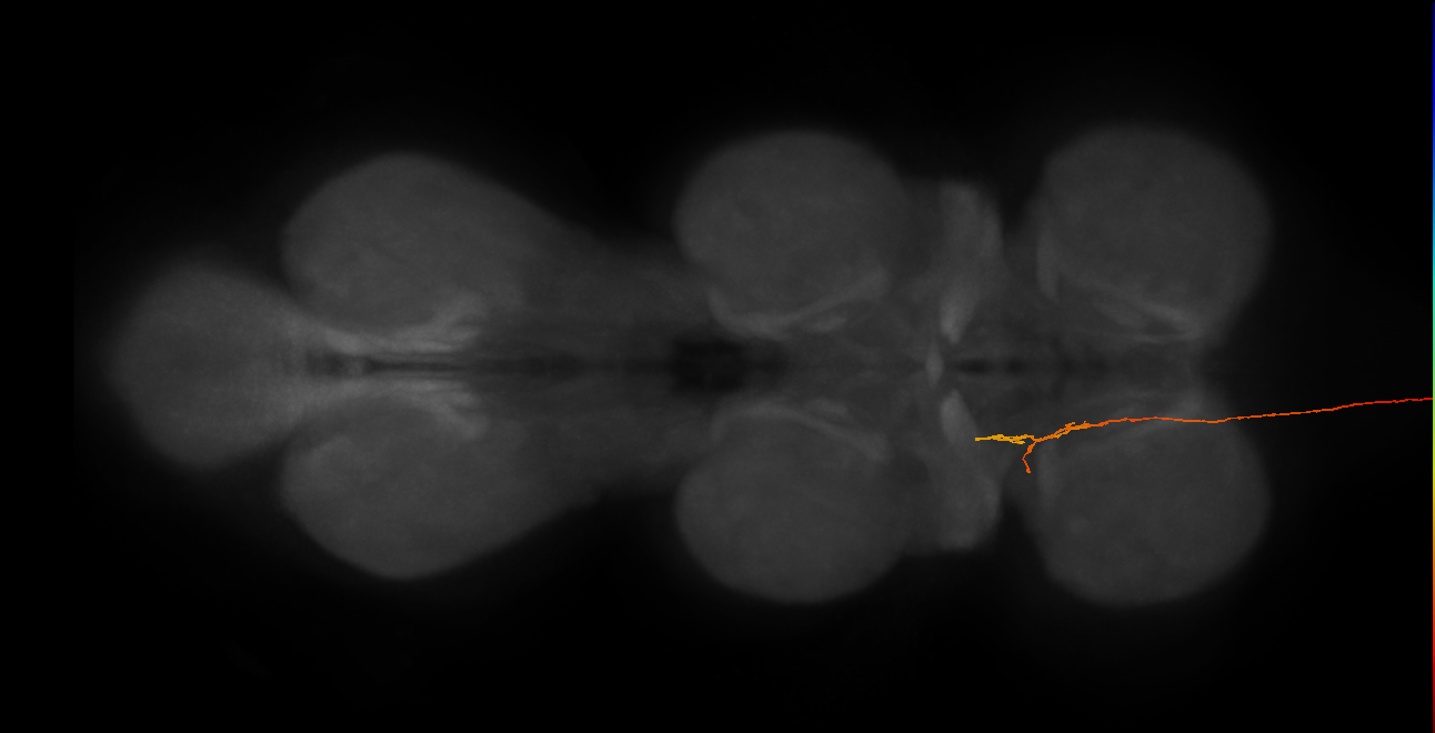 DNge085_R (MaleCNS:38191)