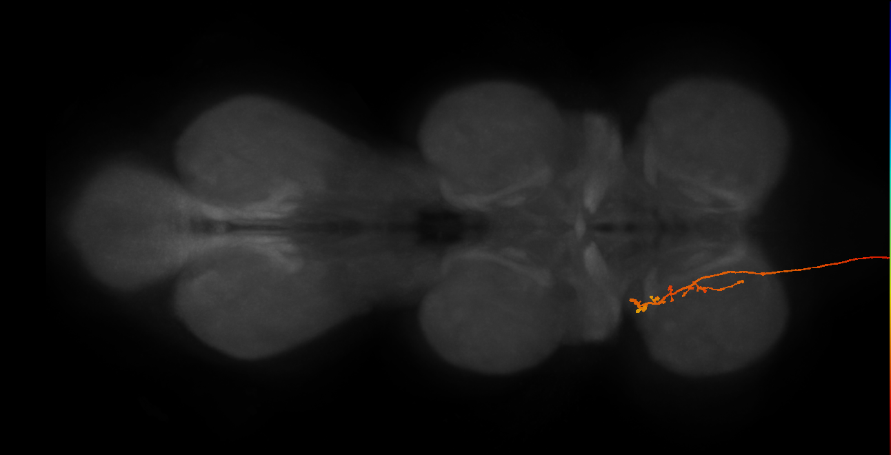 DNge086_R (MaleCNS:13045)