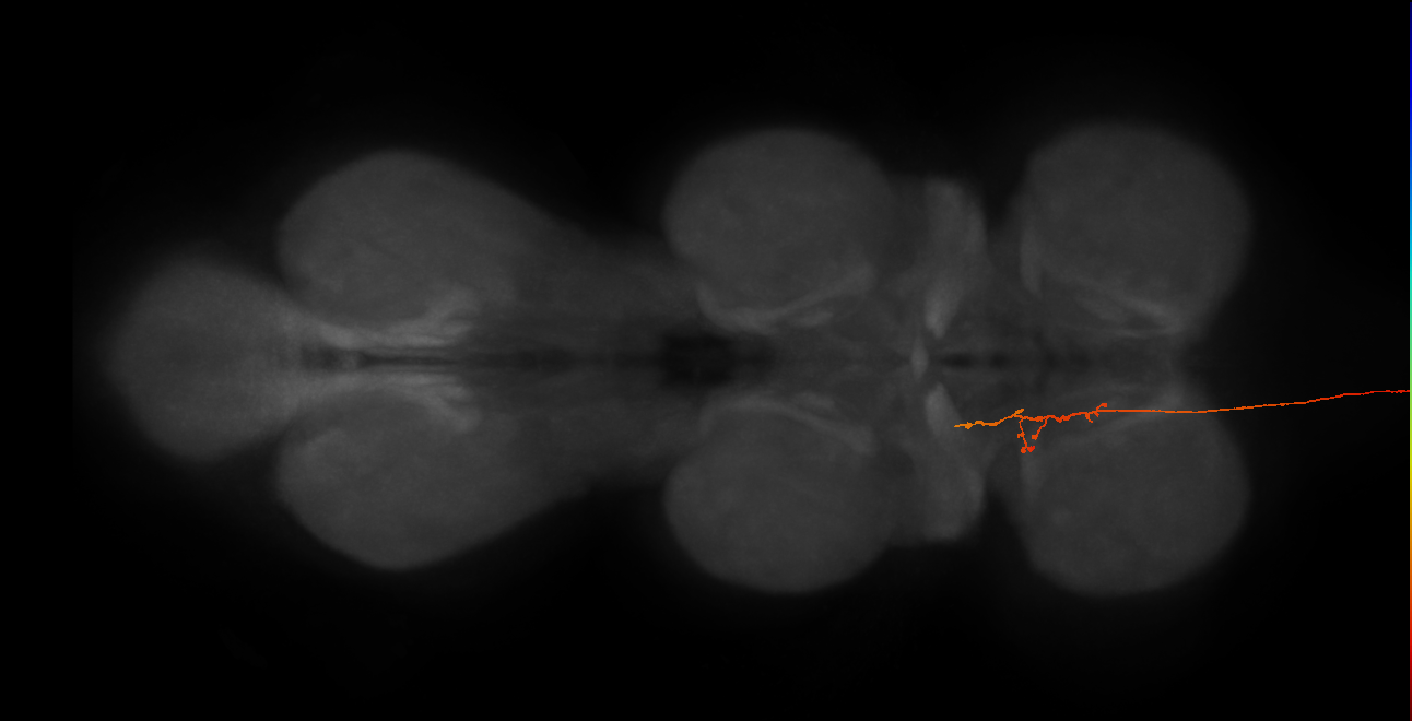 DNge087_R (MaleCNS:26385)