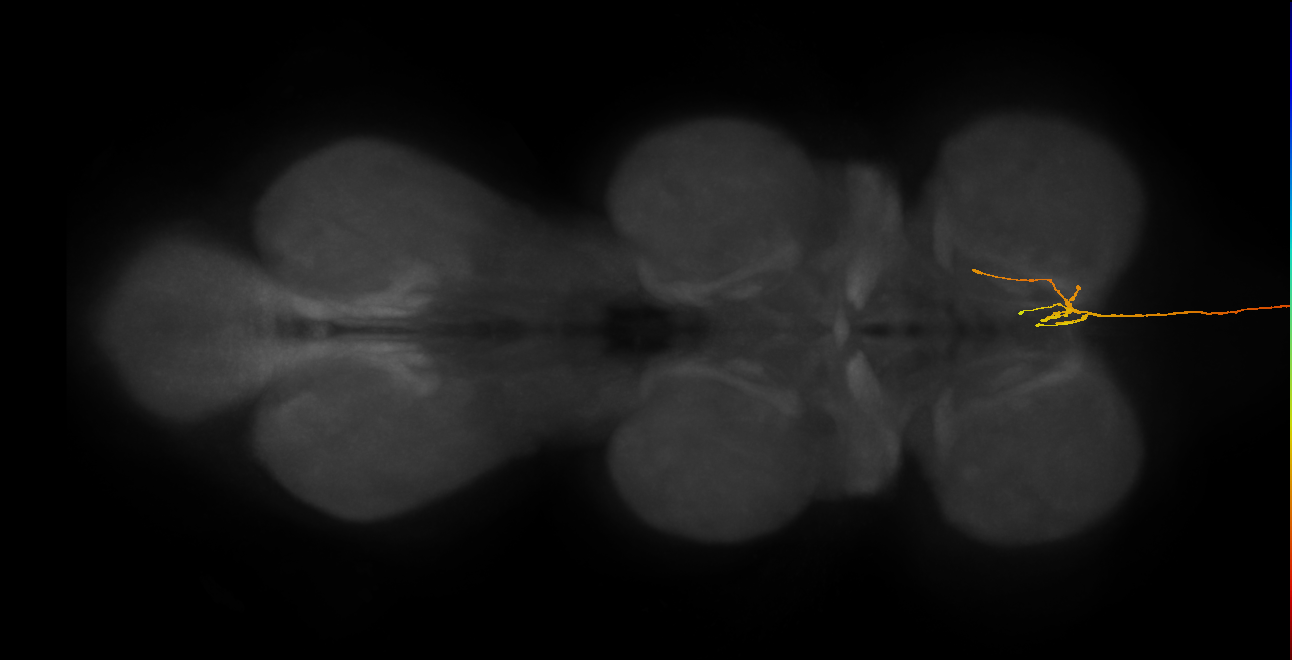 DNge096_L (MaleCNS:13443)