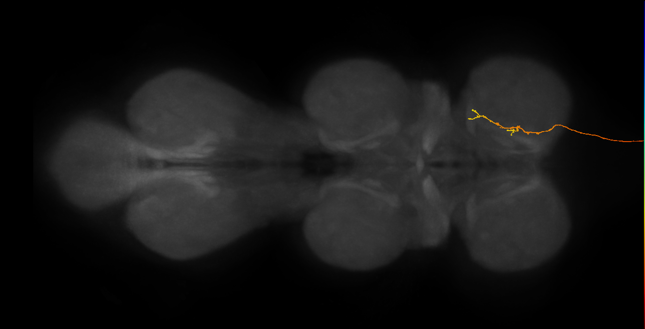 DNge100_L (MaleCNS:12422)