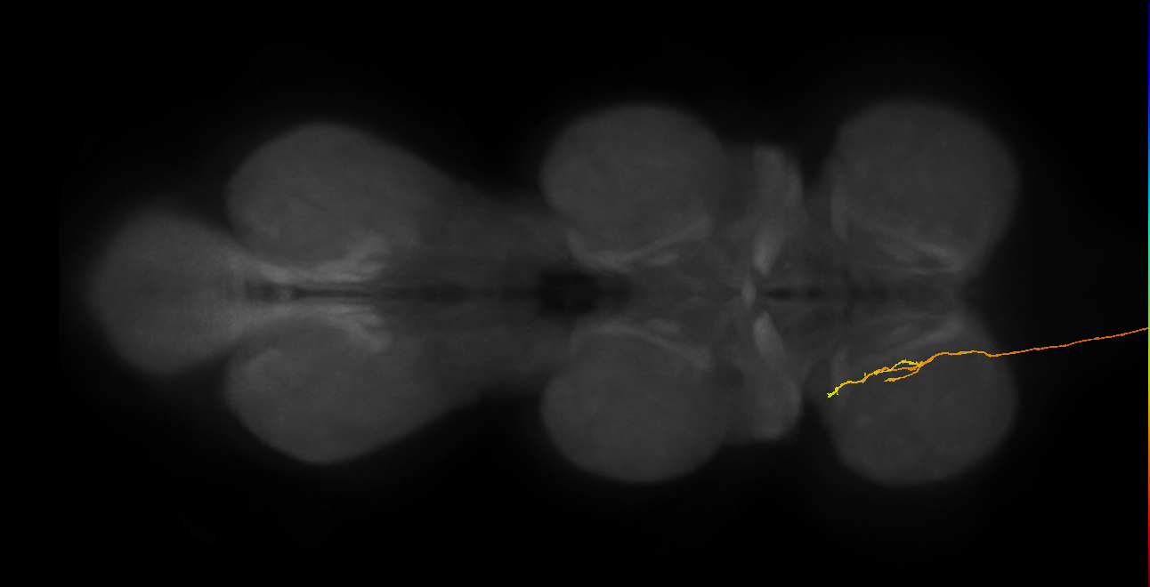 DNge100_R (MaleCNS:13795)