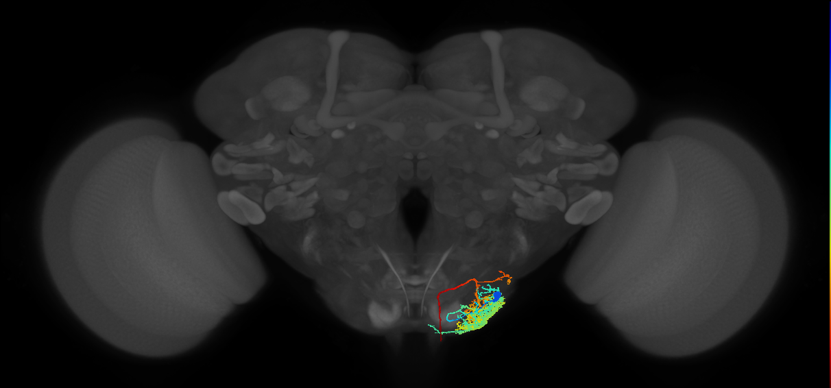 DNge106_R (MaleCNS:13499)