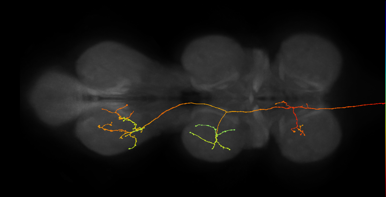 DNge106_L (MaleCNS:946718)