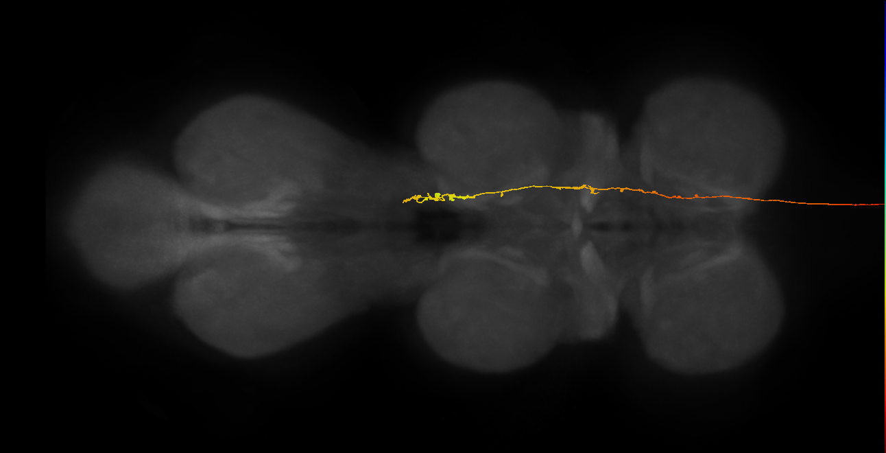DNge109_L (MaleCNS:37683)