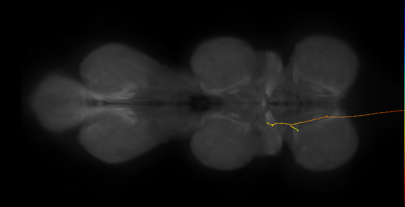 DNge111_R (MaleCNS:21589)