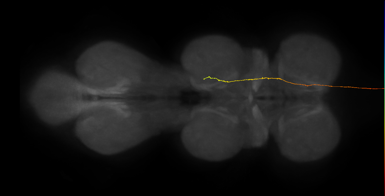 DNge111_L (MaleCNS:23178)
