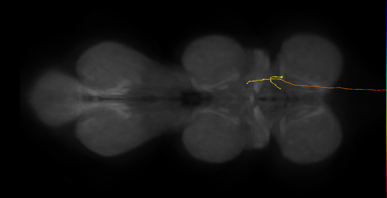 DNge111_L (MaleCNS:14801)