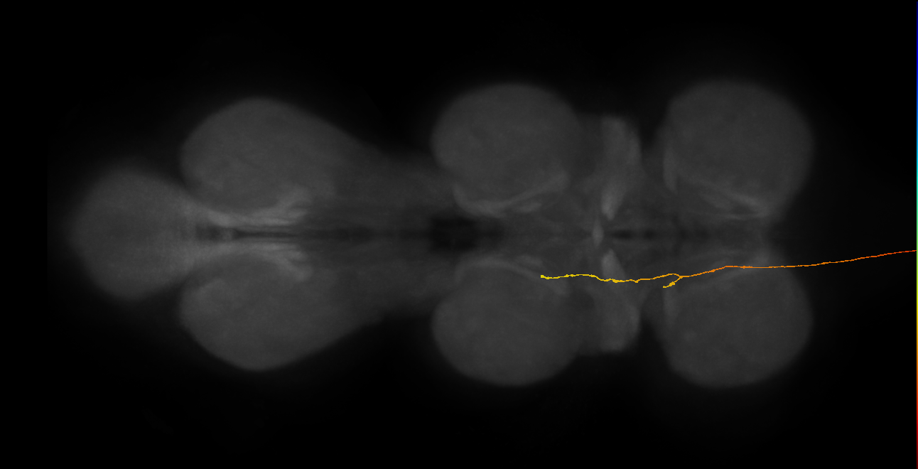 DNge111_R (MaleCNS:23220)