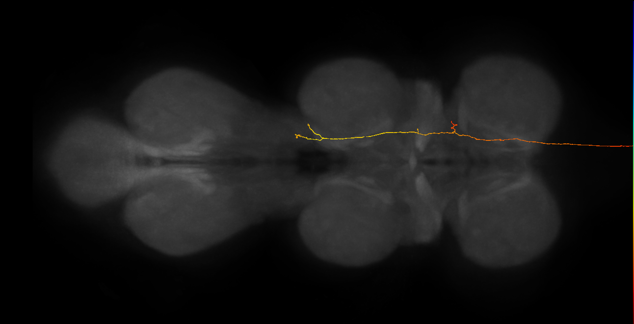DNge114_L (MaleCNS:169746)