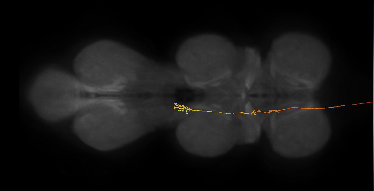 DNge114_R (MaleCNS:257825)
