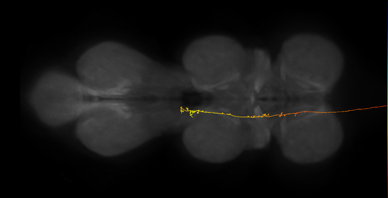 DNge114_R (MaleCNS:34162)