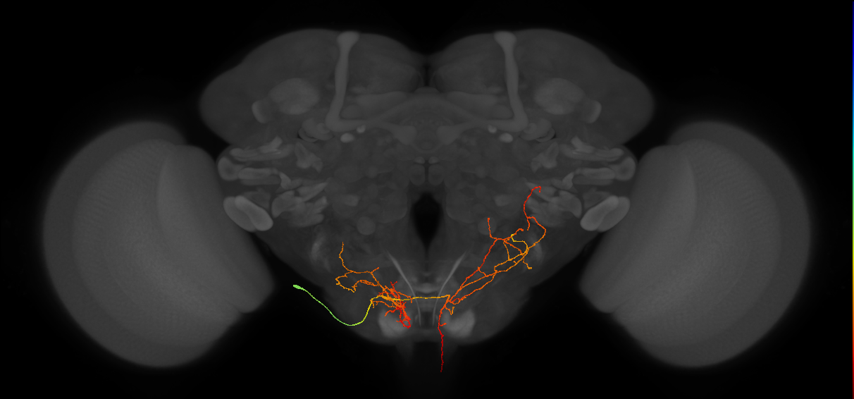 DNge115_L (MaleCNS:26464)