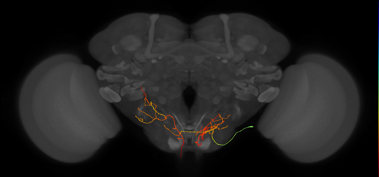 DNge115_R (MaleCNS:27615)