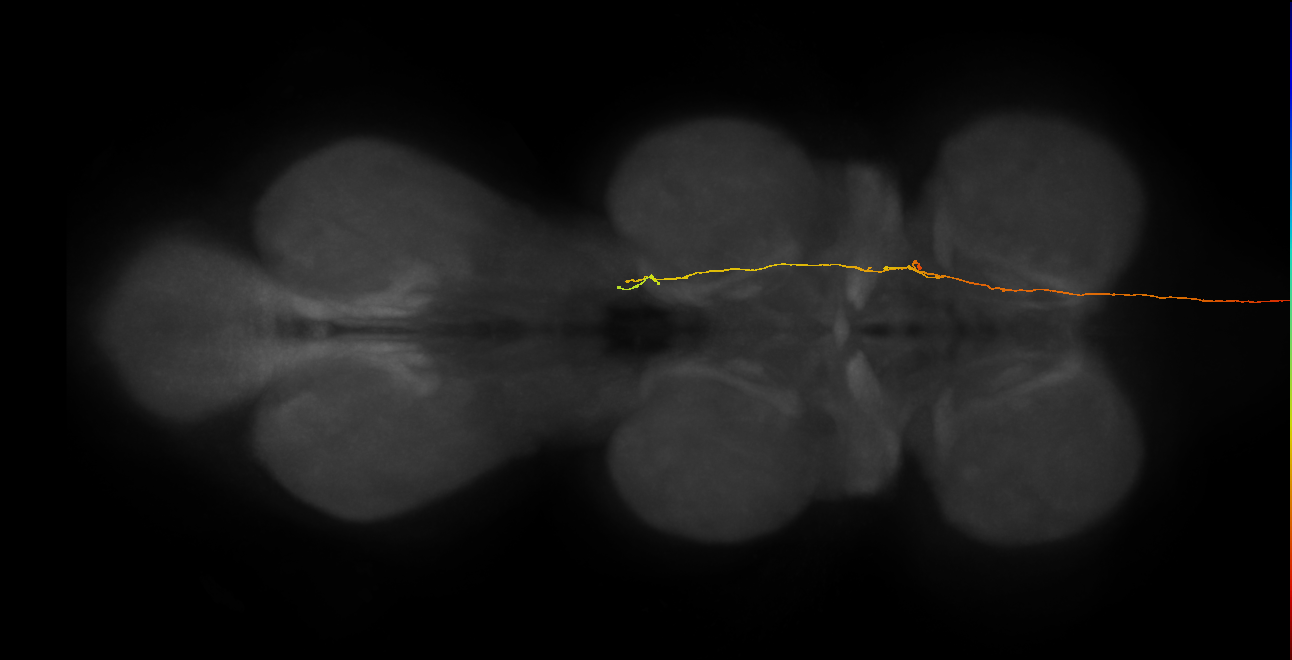DNge115_L (MaleCNS:26984)