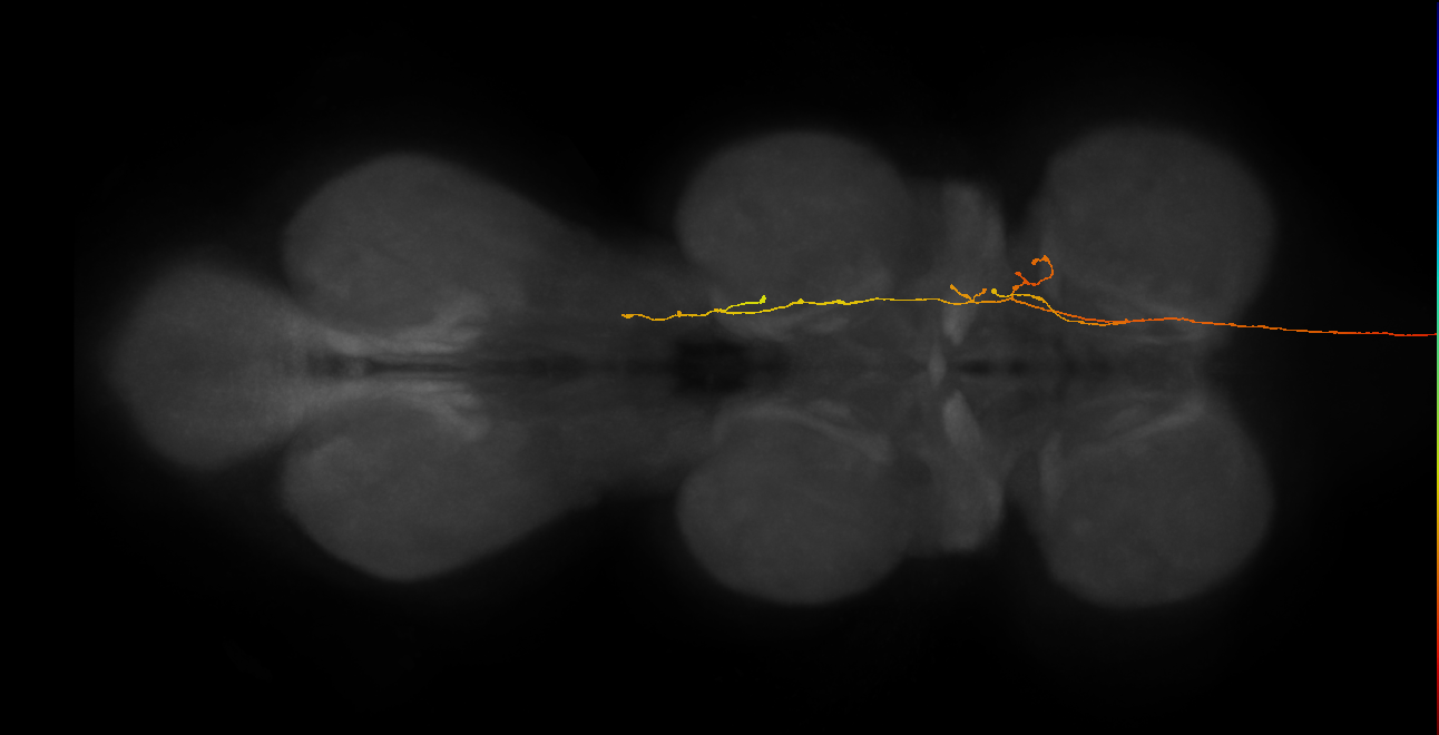 DNge116_L (MaleCNS:28414)