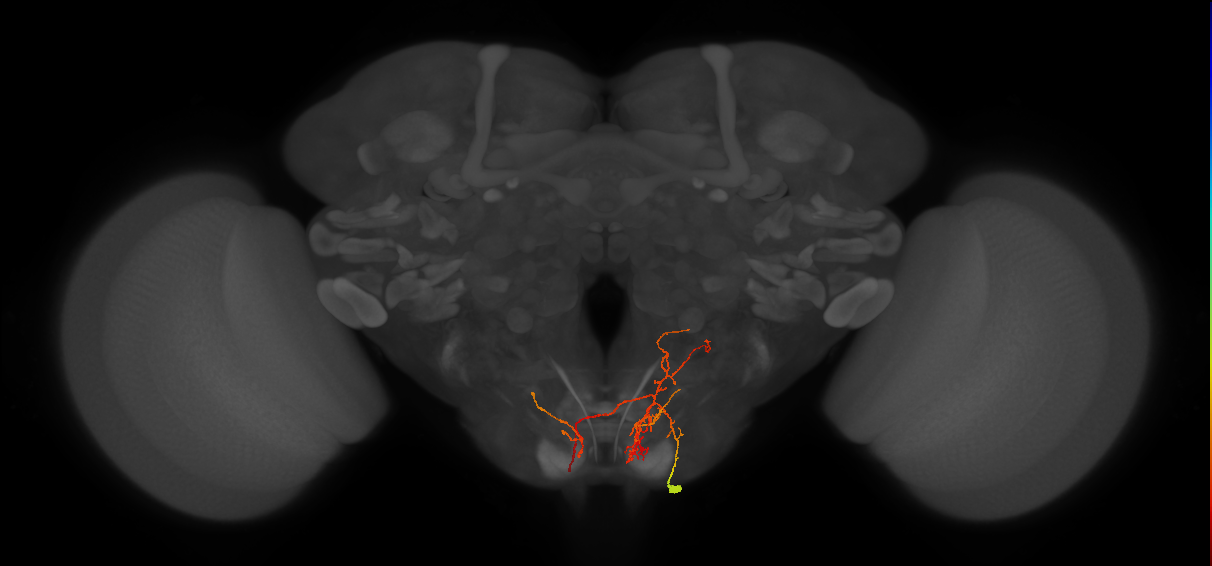 DNge117_R (MaleCNS:151406)