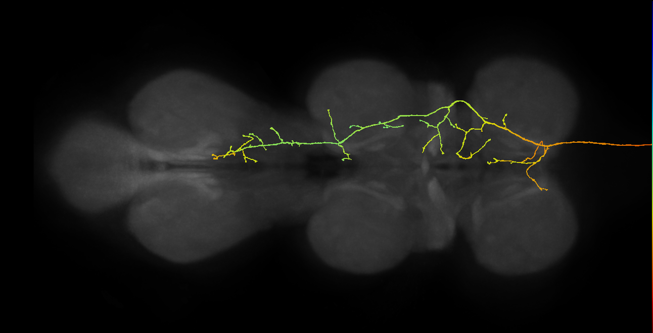 DNge119_L (MaleCNS:40001)