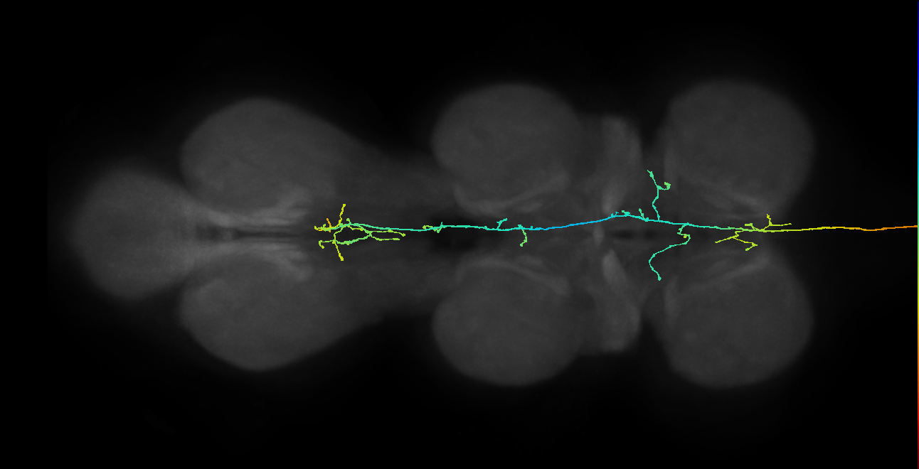 DNge121_R (MaleCNS:14793)