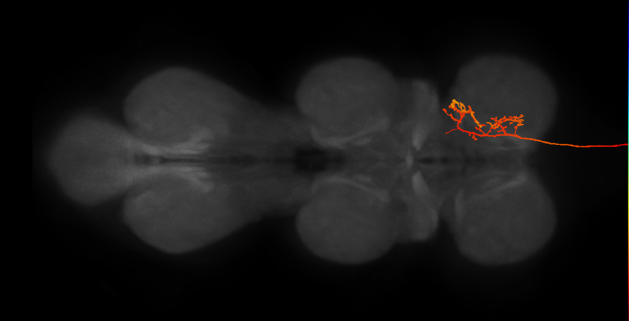 DNge125_L (MaleCNS:12647)