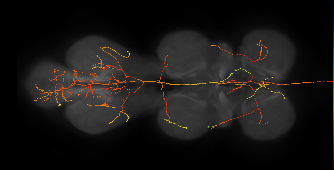 DNge136_L (MaleCNS:12085)
