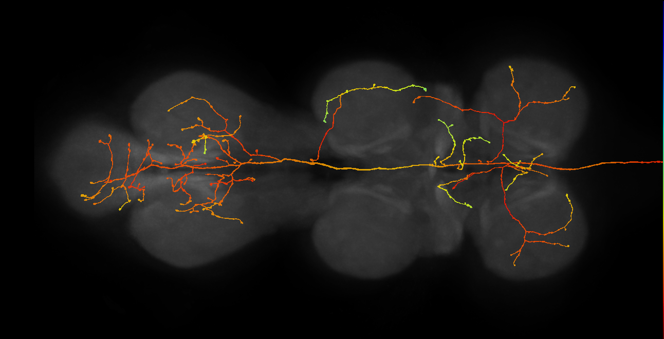 DNge136_L (MaleCNS:36102)