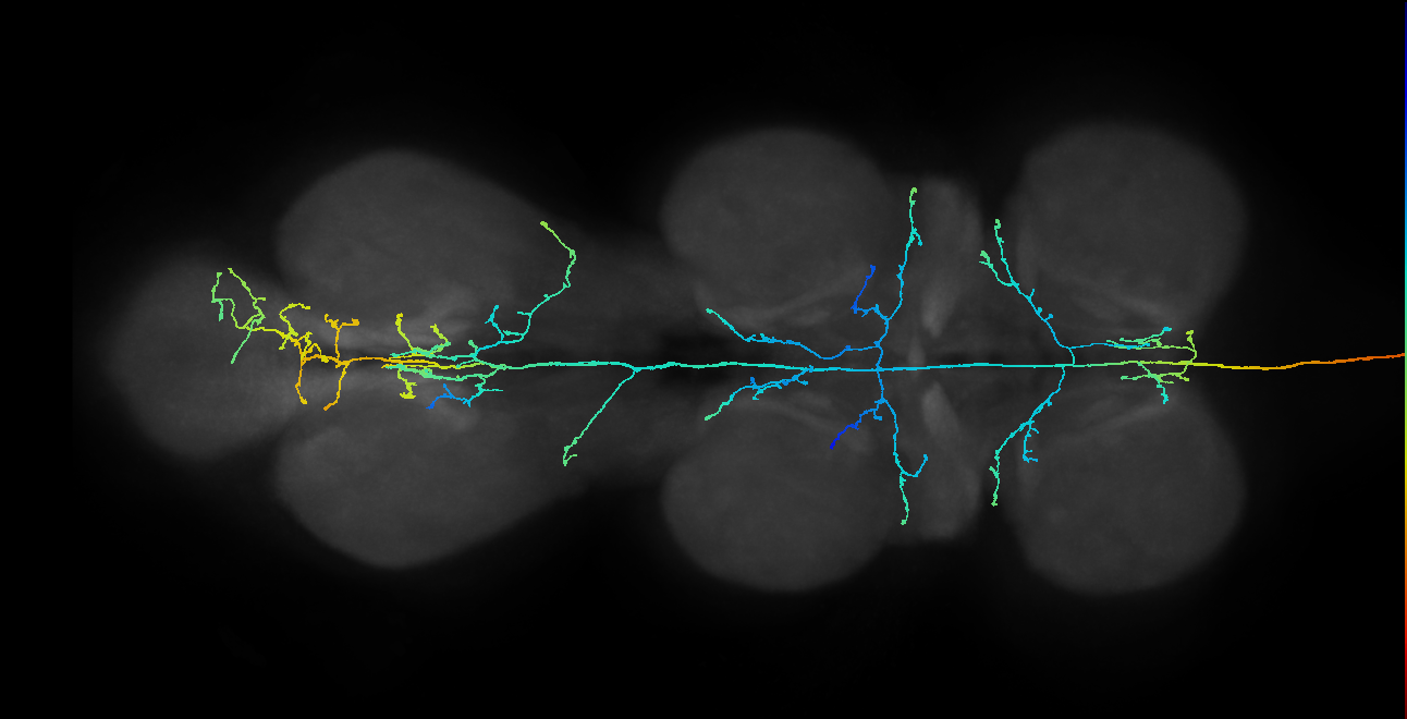 DNge142_R (MaleCNS:11765)