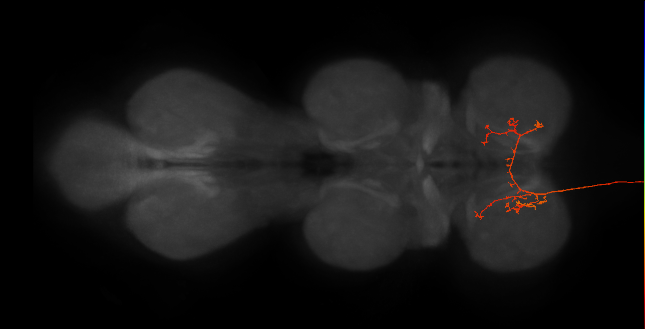 DNge143_R (MaleCNS:11241)
