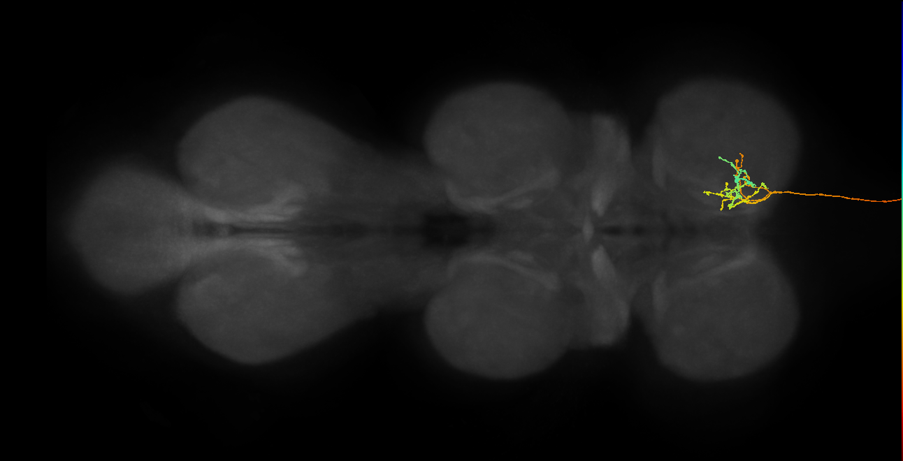 DNge147_R (MaleCNS:15156)