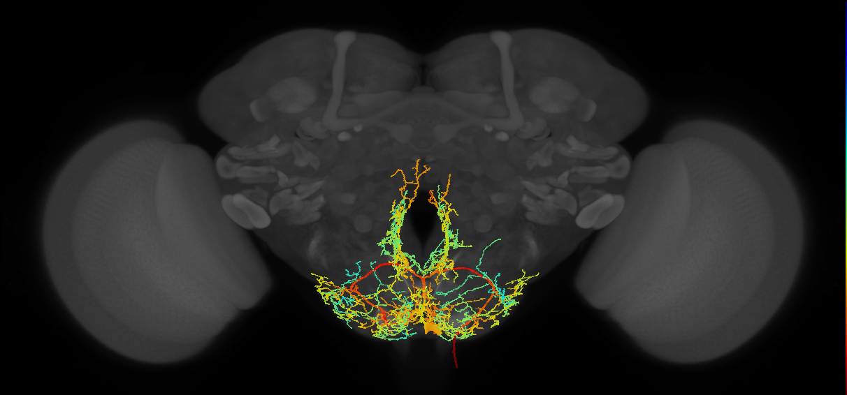 adult labial octopaminergic VM neuron