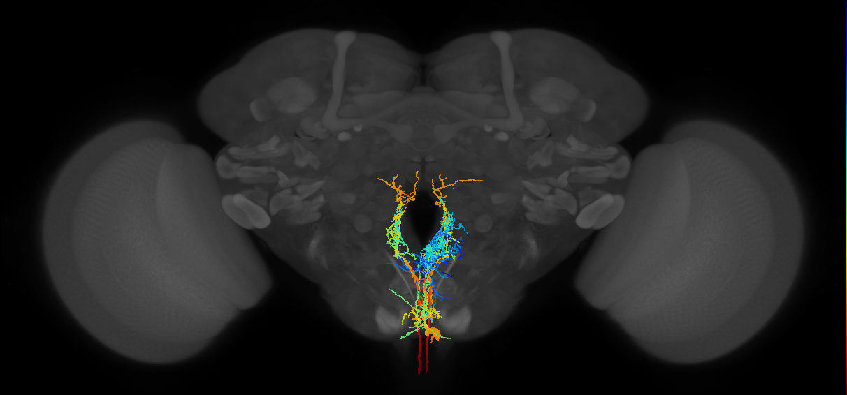 adult labial octopaminergic VM neuron