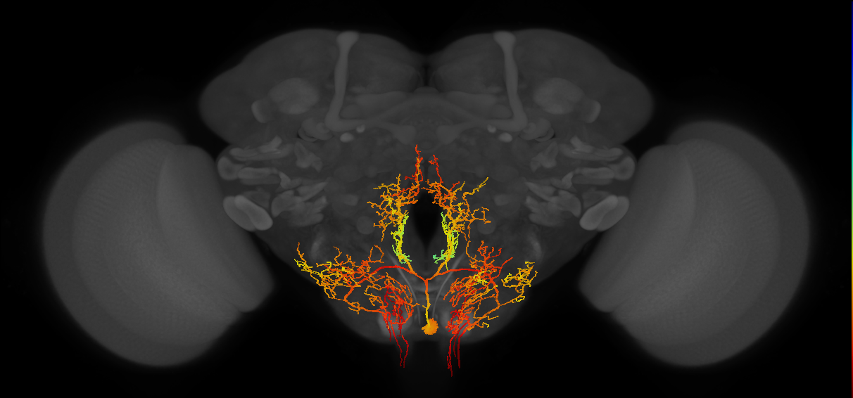 MNB lineage neuron