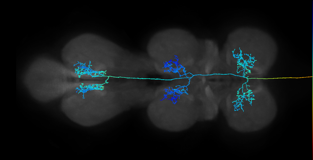 DNge153_R (MaleCNS:28450)