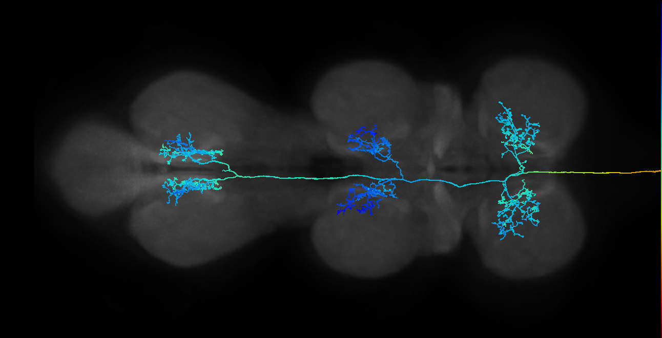 DNge153_L (MaleCNS:29242)