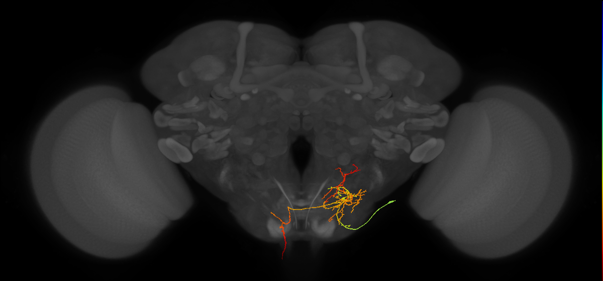 DNge154_R (MaleCNS:34664)