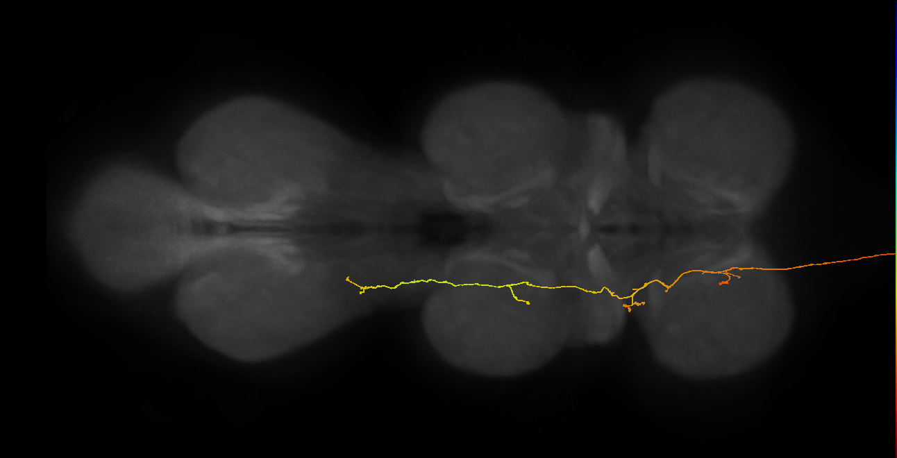 DNge154_R (MaleCNS:34664)