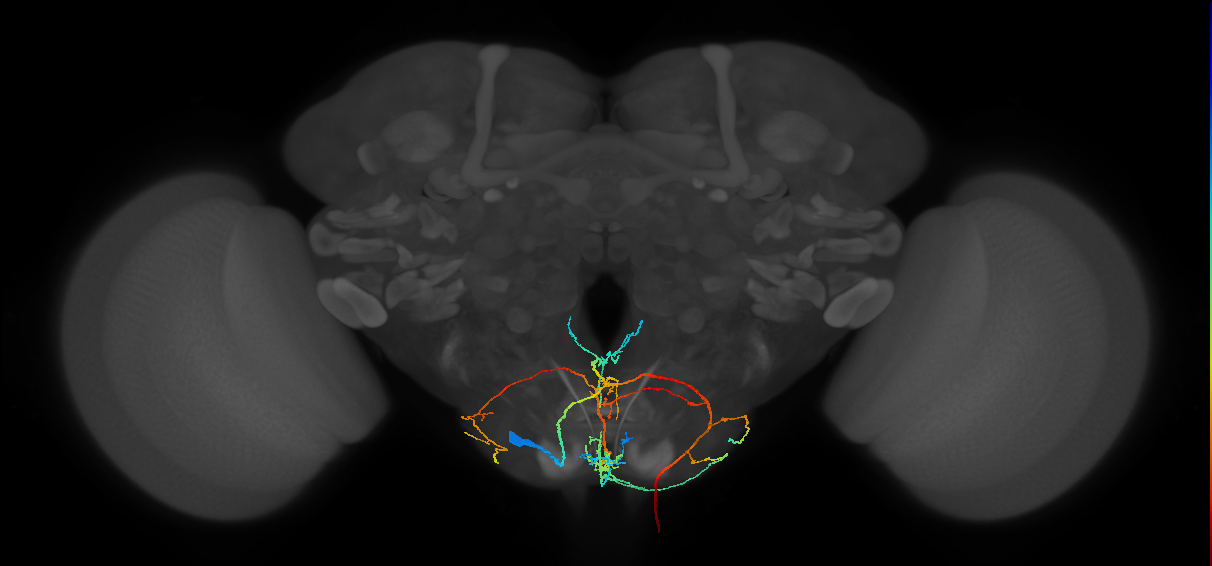 adult mute subesophageal neuron