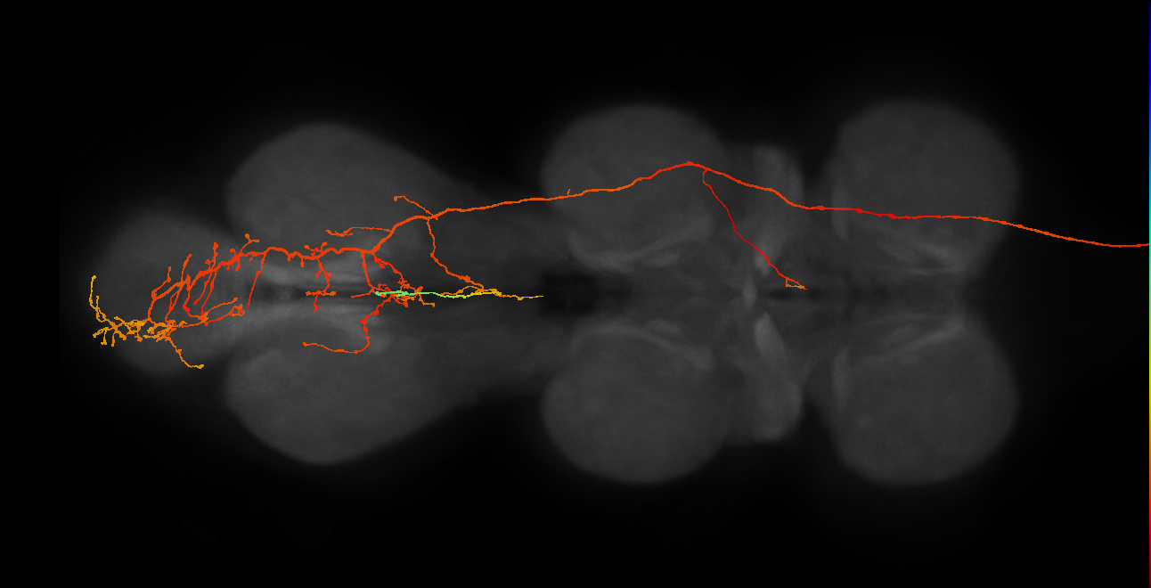 adult mute subesophageal neuron