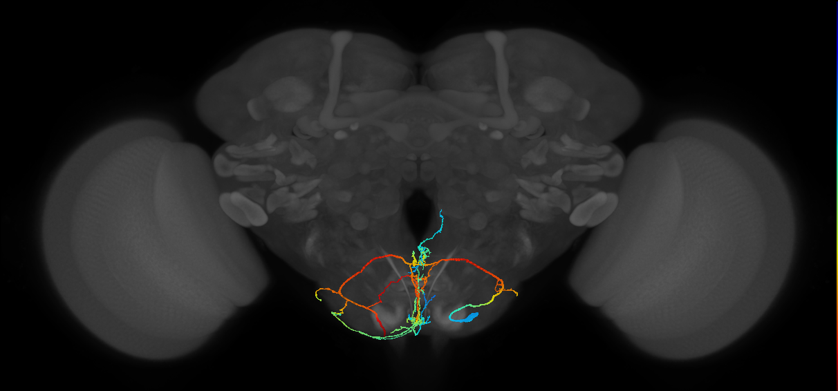 adult mute subesophageal neuron