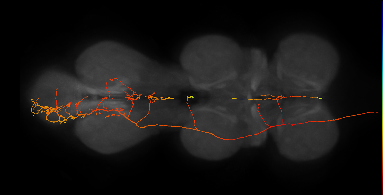 adult mute subesophageal neuron