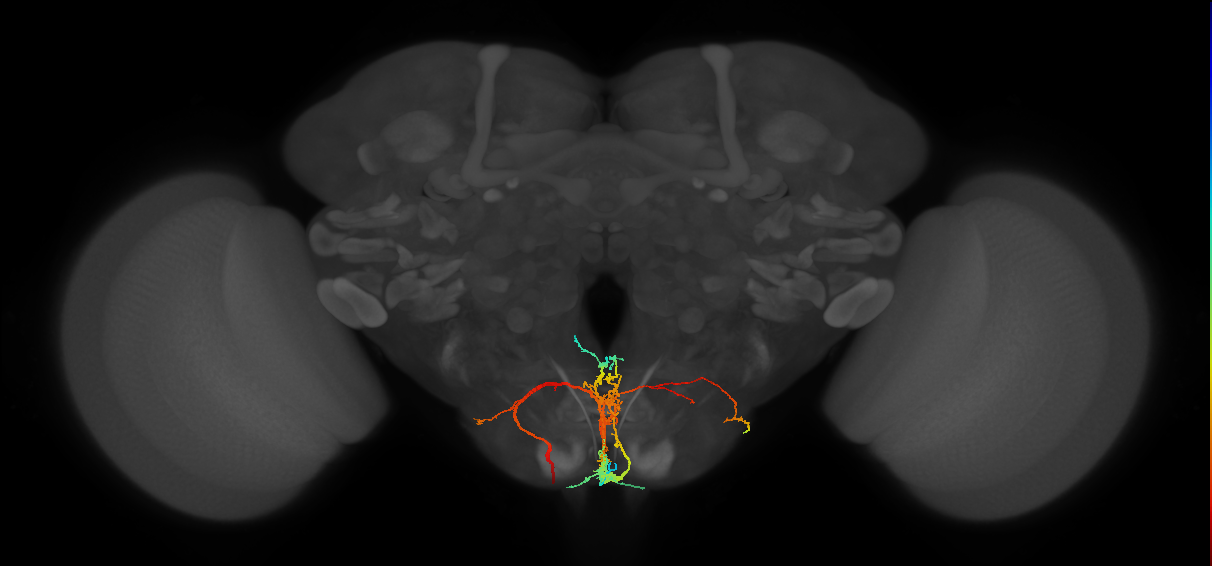 adult mute subesophageal neuron