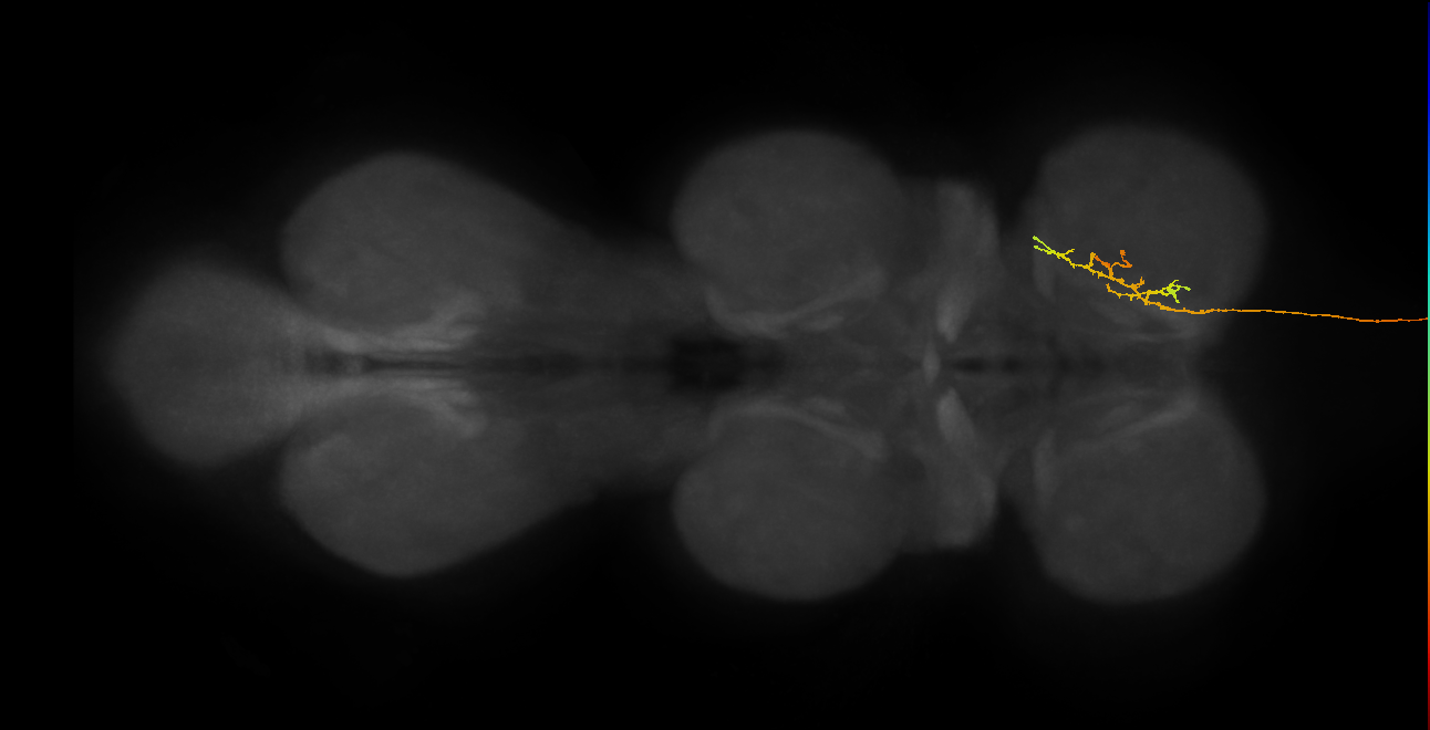 DNge173_R (MaleCNS:14157)